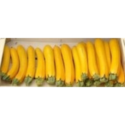 Cukinia-Orelia--50-g